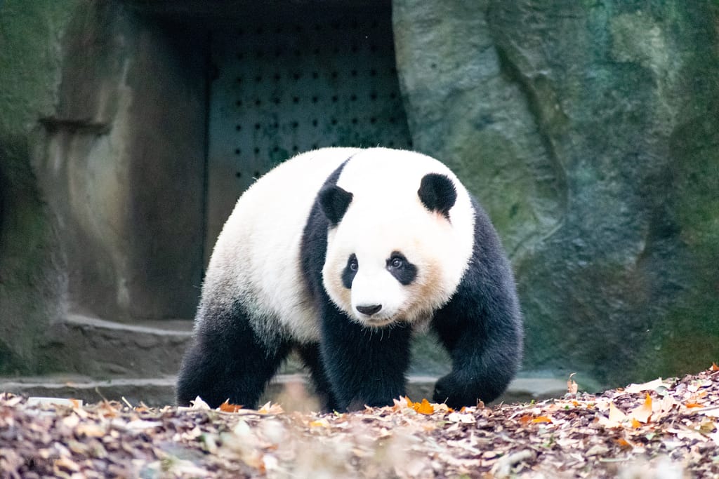 Panda